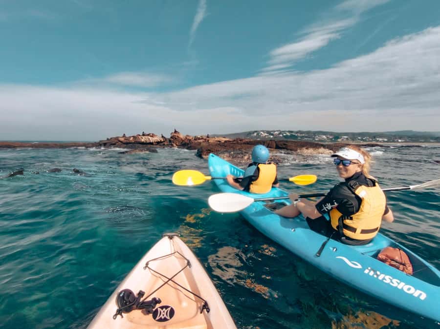 Great Ocean Road: Kayaking with Seals Tour - Marengo Reef gives you a close seal encounter