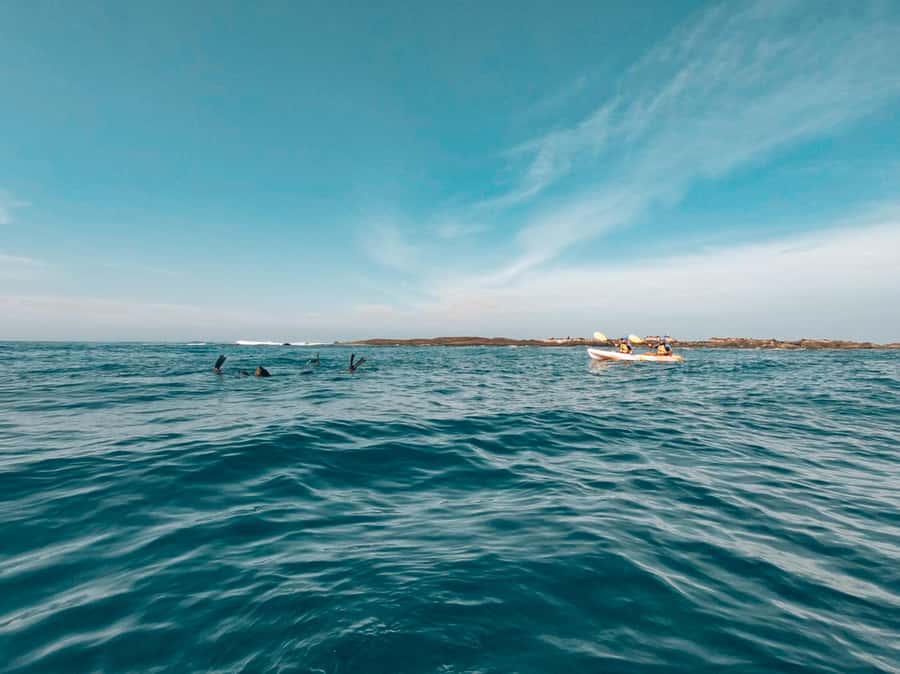 Great Ocean Road: Kayaking with Seals Tour - Ninety minutes of instruction and touring