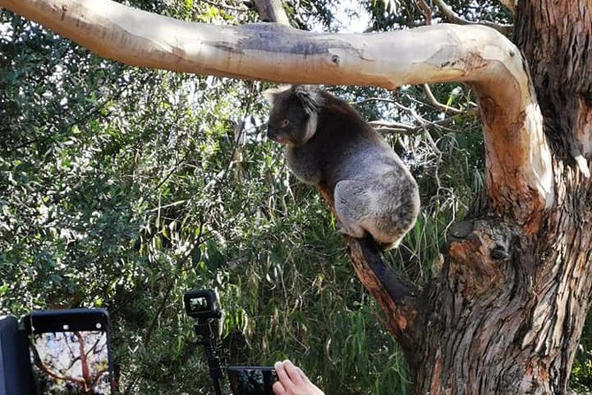 Great Ocean Road Medium Size Group Tour - The price, timing, and practical tradeoffs