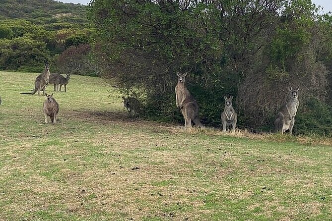 Great Ocean Road Private Tour In Luxury Vehicle.Customised Option - Loch Ard Gorge connects scenery with shipwreck history