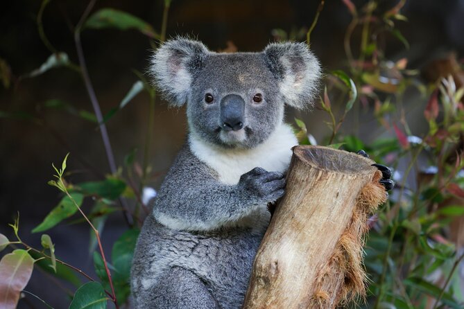 Great Ocean Road Reverse Tour with Iconic Stops & Wildlife - Key points at a glance