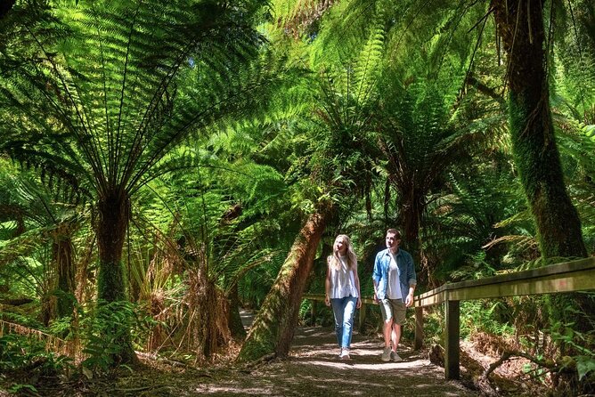 Great Ocean Road Small-Group Eco Tour from Melbourne - Kennett River for koalas in the treetops