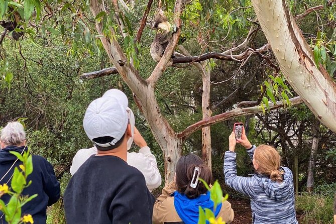 Great Ocean Road Small-Group Eco Tour from Melbourne - Mait’s Rest and the Otway rainforest