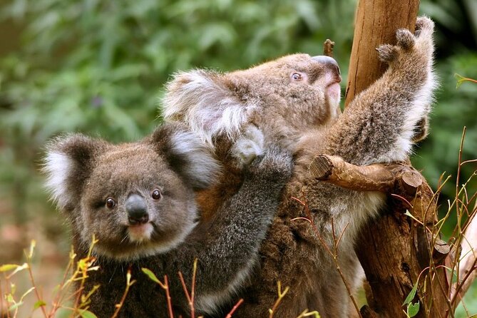 Great Ocean Road Small-Group Eco Tour from Melbourne - Loch Ard Gorge and the Shipwreck Coast