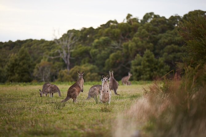 Great Ocean Road Small Group Tour with Dingos, Sparkling & Lunch - Wildlife Park: kangaroos, emus, and the dingo encounter