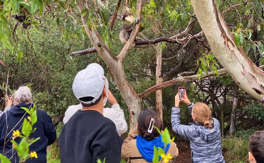 Great Ocean Road Tour w/ Deluxe Minibus & Top-Rated Guide - Apollo Bay, lunch, and a slower hour