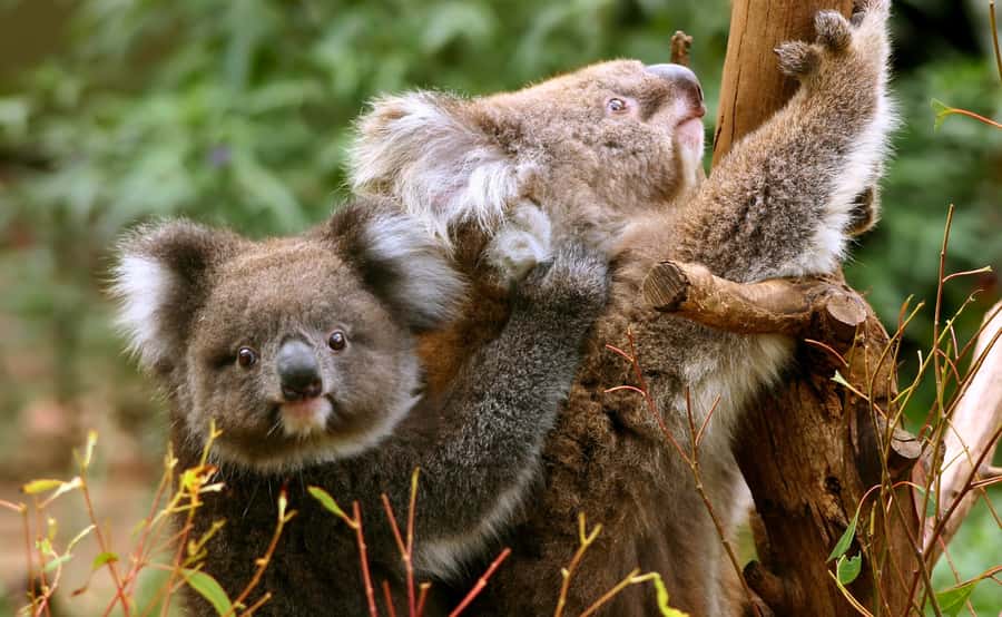 Great Ocean Road Tour w/ Deluxe Minibus & Top-Rated Guide - Port Campbell National Park and the big reveal