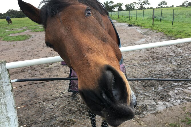Half Day Living Legends tour with Devonshire Tea - Meeting Melbourne’s retired racing stars