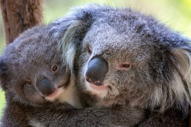 Half-Day or Full-Day Tour with Private Guide from Melbourne - Why a private Melbourne tour can be worth it