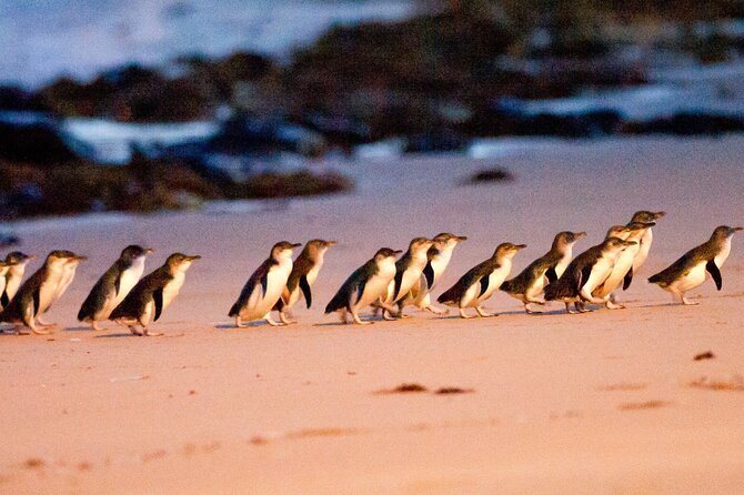 Half-Day or Full-Day Tour with Private Guide from Melbourne - St Kilda Beach and the city’s easygoing edge