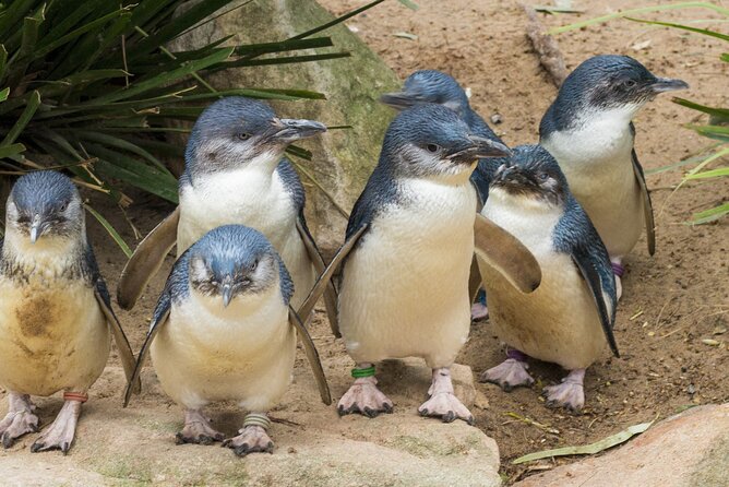 Healesville Sanctuary And Phillip Island Wildlife Bus Tour - Key points to know before booking