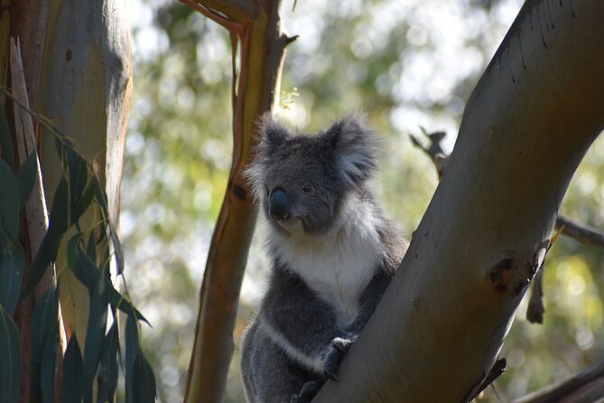 Healesville Sanctuary And Phillip Island Wildlife Bus Tour - Practical planning for the 10:00 a.m. start