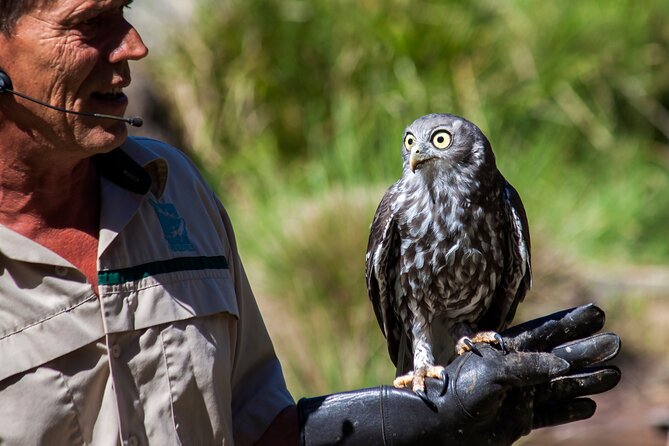 Healesville Sanctuary And Phillip Island Wildlife Bus Tour - Healesville Sanctuary: four hours with Australian wildlife