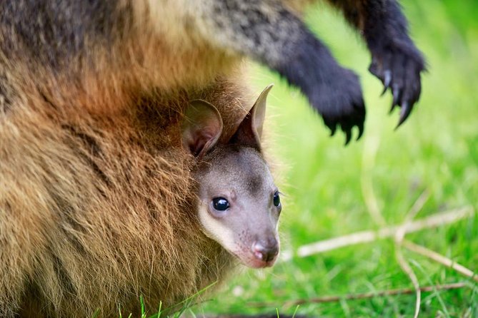 Healesville Sanctuary General Entry Ticket - Why the bush setting changes the visit