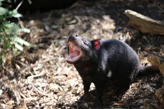 Healesville Sanctuary General Entry Ticket - Meet koalas, kangaroos, wombats, and dingoes