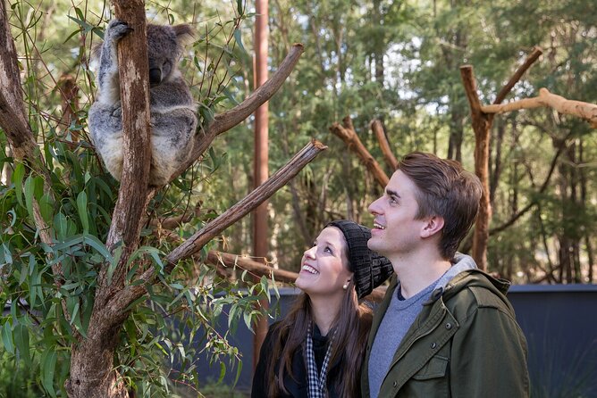 Koala Experience at Healesville Sanctuary - excl. entry - Key points to know before you book