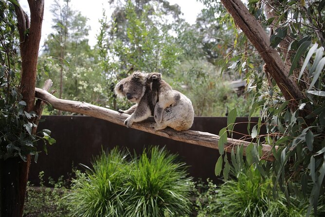 Koala Experience at Healesville Sanctuary - excl. entry - A short meeting with a koala at Healesville Sanctuary