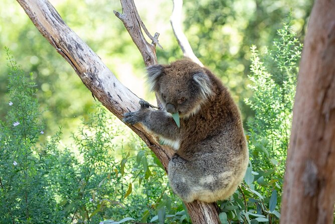 Koala Experience at Healesville Sanctuary - excl. entry - How close will you really get?