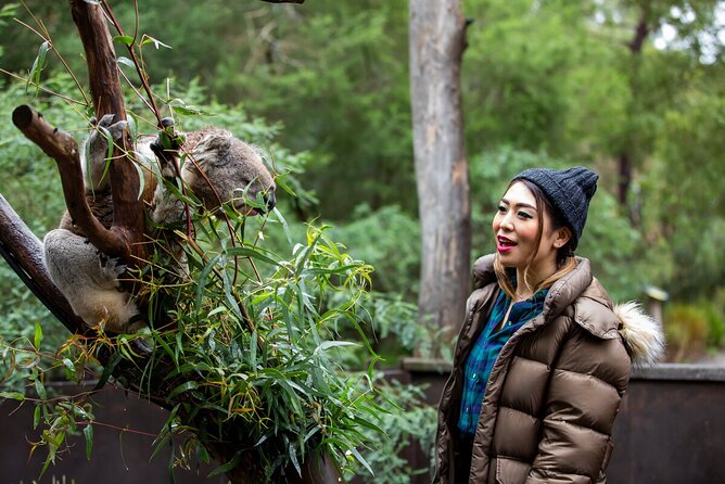 Koala Experience at Healesville Sanctuary - excl. entry - Is $27.97 good value?