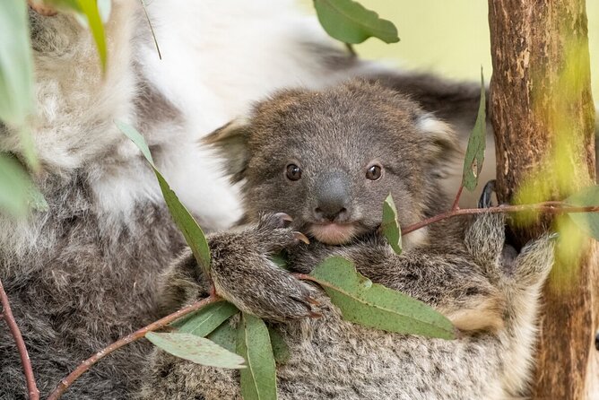 Koala Experience at Healesville Sanctuary - excl. entry - Getting to Healesville Sanctuary