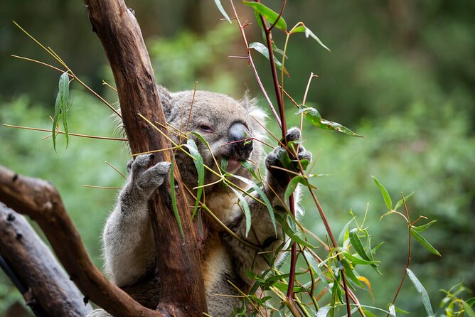 Koala Experience at Healesville Sanctuary - excl. entry - Who will enjoy this most?