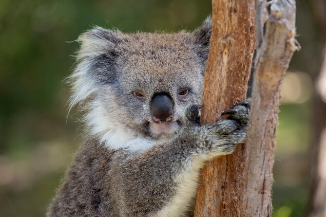 Koala Experience at Healesville Sanctuary - excl. entry - What happens at 11:00 am