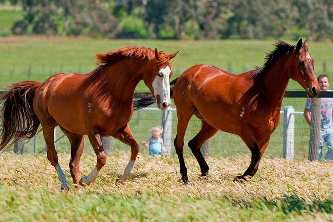 Living Legends Champion Racehorse Guided Tour - Meeting champion racehorses at Living Legends