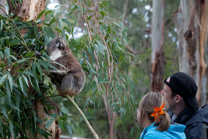 Living Legends Champion Racehorse Guided Tour - Spotting kangaroos in their natural setting