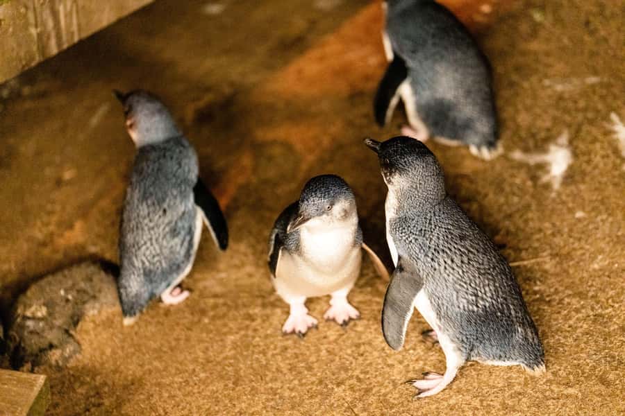 Luxury Phillip Island Tour for Families & Explorers 10 Max - Key points at a glance