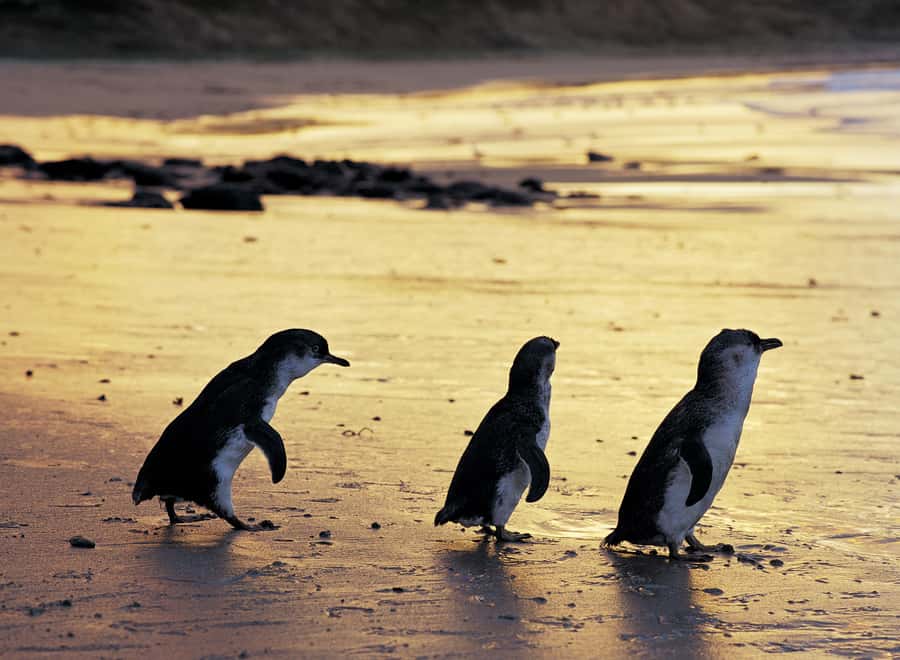 Luxury Phillip Island Tour for Families & Explorers 10 Max - Winter adds a view from the Grand Prix Circuit