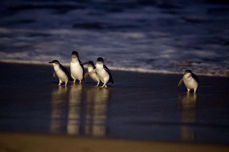Luxury Phillip Island Tour for Families & Explorers 10 Max - The Nobbies brings the sea into focus