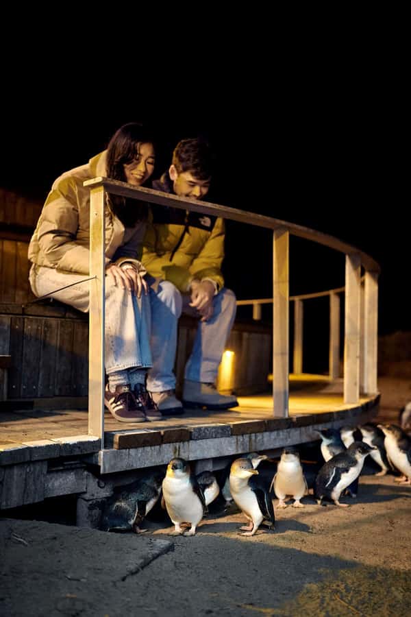 Luxury Phillip Island Tour for Families & Explorers 10 Max - Is $138 good value?