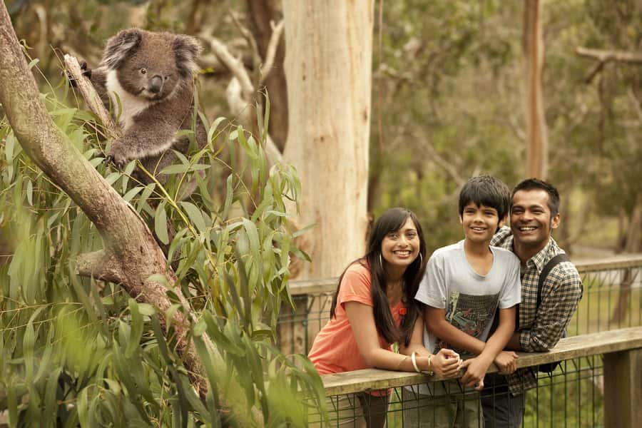 Luxury Phillip Island Tour for Families & Explorers 10 Max - Booking details worth knowing
