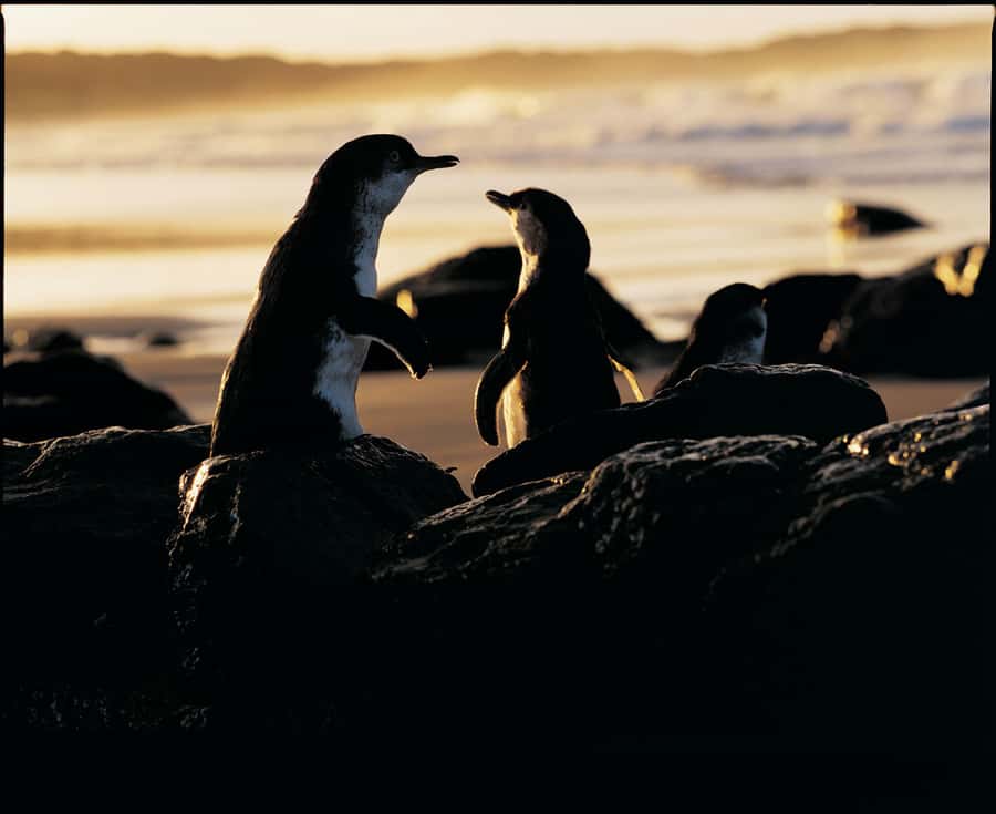 Luxury Phillip Island Tour for Families & Explorers 10 Max - Moonlit Sanctuary: kangaroos, wallabies, and koalas