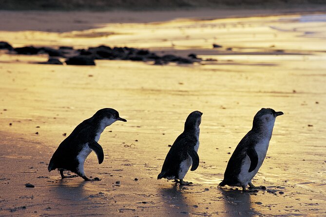 Luxury Phillip Island Tour for Families & Explorers [up to 10Pax] - Key points to know before booking