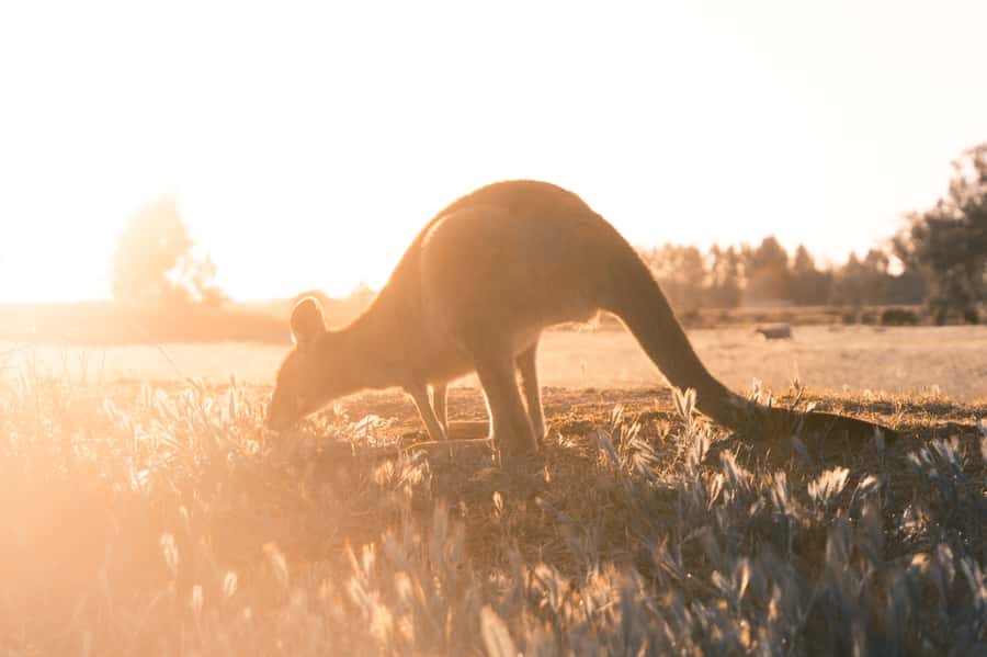 Melbourne: 12 Apostles, Otways & Great Ocean Road Day Tour - The Californian Redwoods are an unexpected stop