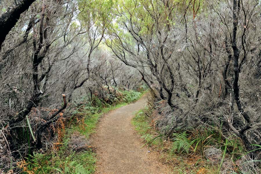 Melbourne: 12 Apostles, Otways & Great Ocean Road Day Tour - Apollo Bay and the Great Ocean Road itself