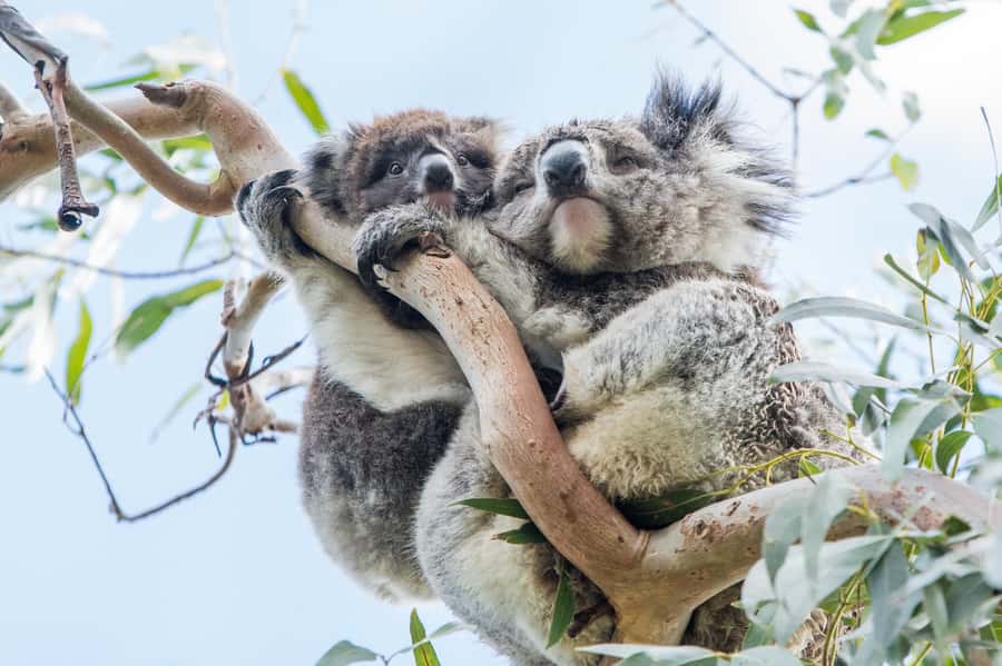 Melbourne: 2-Day Great Ocean Road & Grampians Tour - Key points at a glance