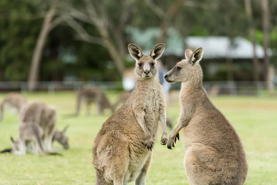 Melbourne: 2-Day Great Ocean Road & Grampians Tour - Day one: Melbourne to the 12 Apostles