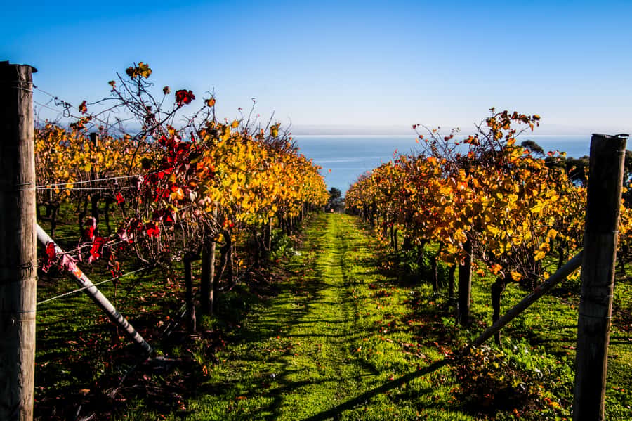 Melbourne: Around the Bay Food & Wine Taste Trail - Scotchmans Hill and the Bellarine wine country