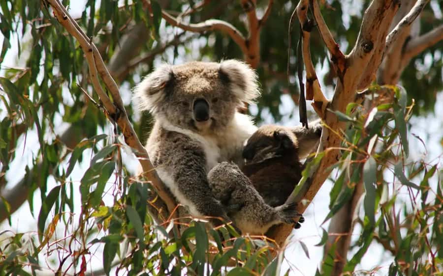 Melbourne: Boutique Phillip Island Wine, Dine & Penguin Tour - Cowes gives you a choice, not extra sightseeing for its own sake