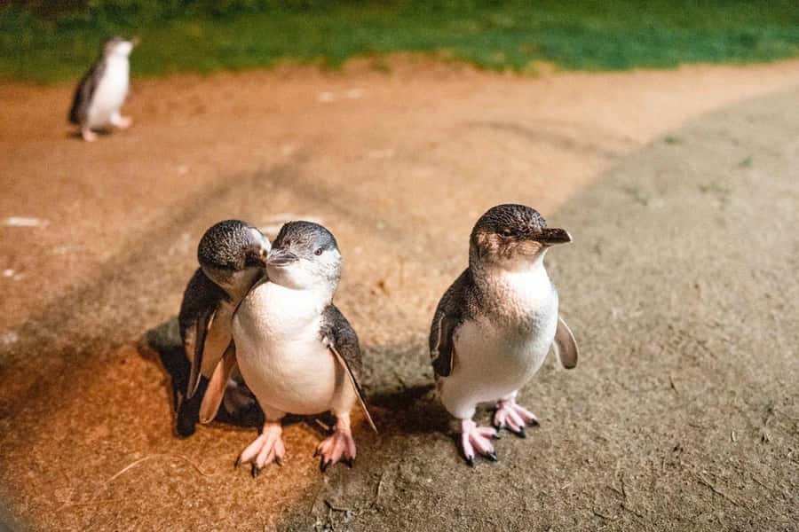 Melbourne: Boutique Phillip Island Wine, Dine & Penguin Tour - A comfortable start at the Melbourne Arts Centre