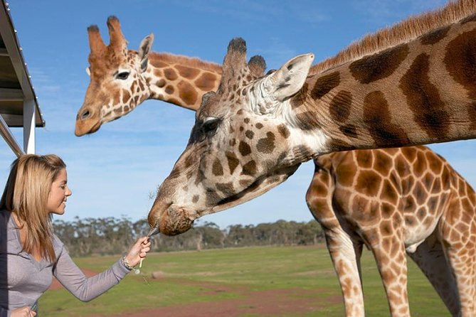 Melbourne City Card (2 Days): Visit Unlimited Attractions! - Arthurs Seat Eagle and Ashcombe Maze