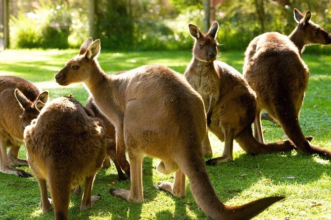 Melbourne City Card (3 Days): Visit Unlimited Attractions! - Melbourne Zoo and Skydeck: an easy first day