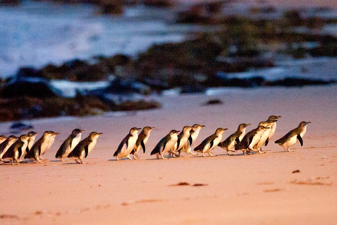 Melbourne City Card (3 Days): Visit Unlimited Attractions! - Creswick Woollen Mills broadens the route