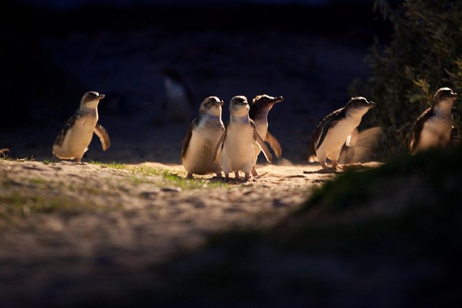 Melbourne City Tour and Phillip Island in One Day - Moonlit Sanctuary puts Australian wildlife in context