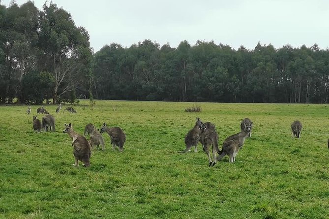 Melbourne Combo: Great Ocean Road Day Trip and Phillip Island Day Trip from Melbourne - Small group transport and the pace of the day