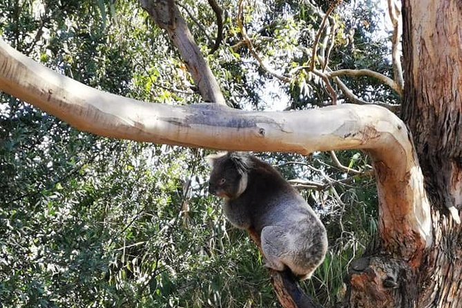 Melbourne Combo: Great Ocean Road Day Trip and Phillip Island Day Trip from Melbourne - How to schedule the two days without confusion
