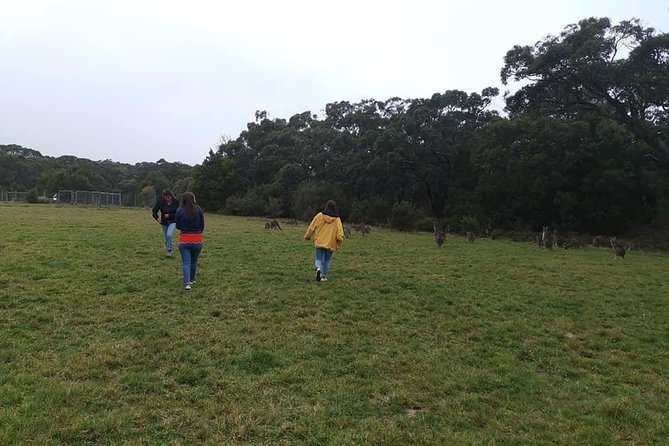 Melbourne Combo: Great Ocean Road Day Trip and Phillip Island Day Trip from Melbourne - Who will get the most from this package