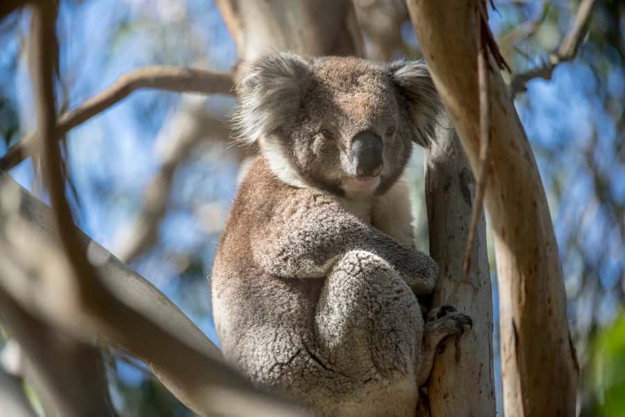 Melbourne: French and Phillip Island Wildlife Expedition - Key points at a glance